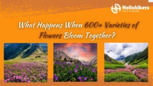 600+ Flowers in Full Bloom